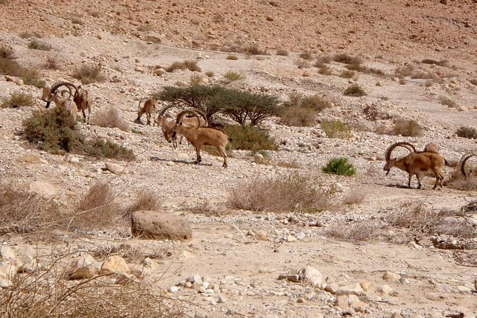 4WD Masada Ein Gedi Judea desert Dead Sea adventure 4x4 Tour. - Is $599 good value for five people?