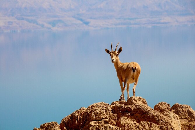 Desert Safari and Dead Sea Day Trip from Jerusalem - Who will enjoy this day most