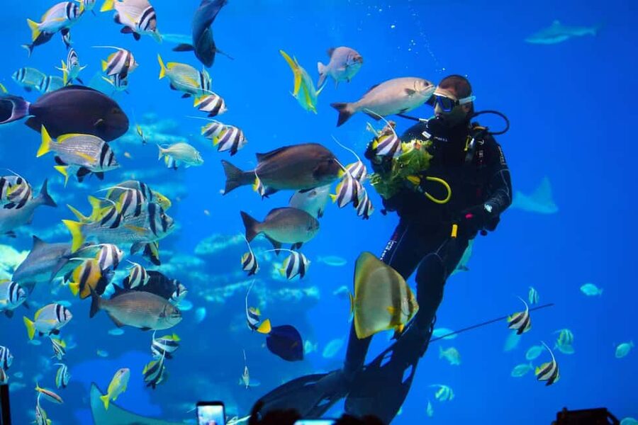 Eilat: Intro to Diving with Certified Instructor - Key points to know before booking