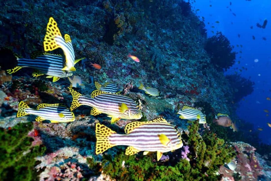 Eilat: Intro to Diving with Certified Instructor - What this experience does particularly well