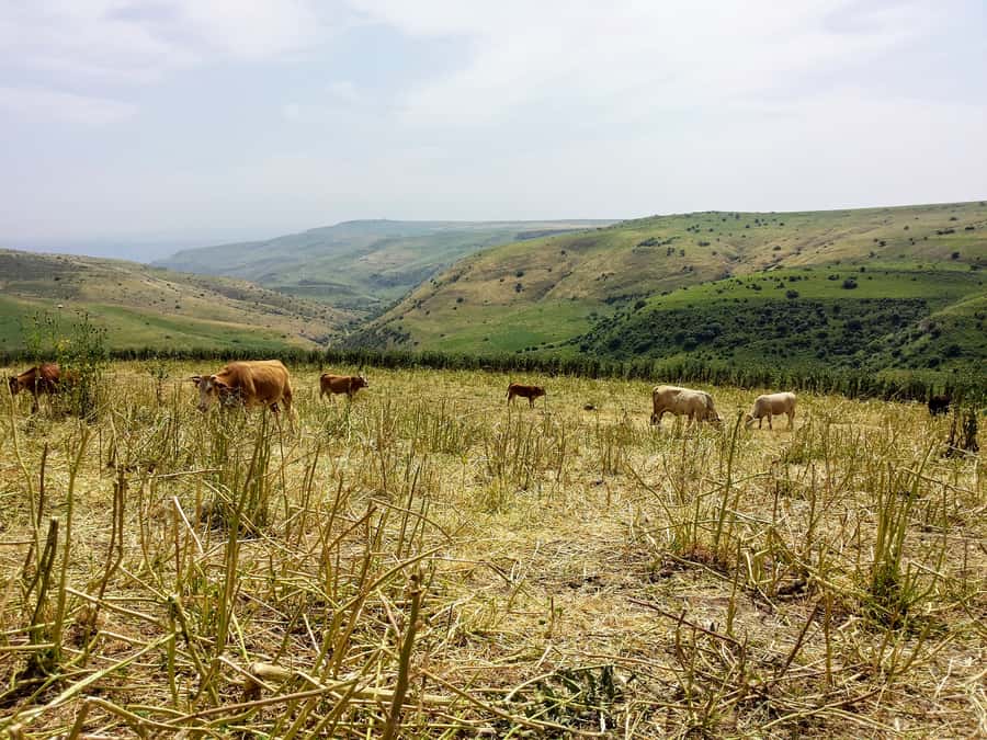 From Jerusalem: Day Trip to Golan Heights and Mount Bental - Key points to know before booking