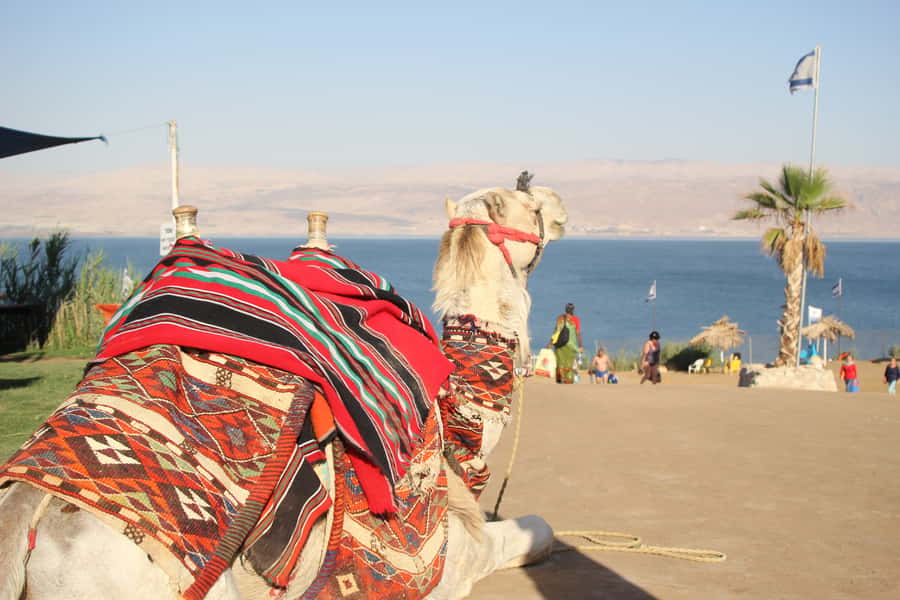 From Tel Aviv: Dead Sea Self-Guided Chill-Out Day Trip - What your Dead Sea stop includes