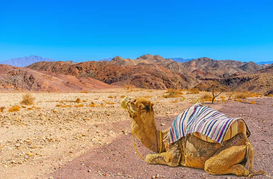 From Tel Aviv: Dead Sea Visit & Desert Safari - Trading the coach for a 4WD jeep