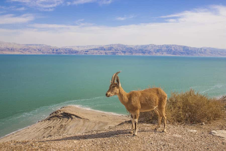 From Tel Aviv: Dead Sea Visit & Desert Safari - The Dead Sea swim and black mud