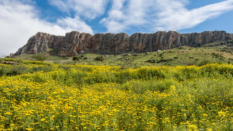 From Tel Aviv: Golan Heights Tour - Across the plain of Armageddon and past Megiddo