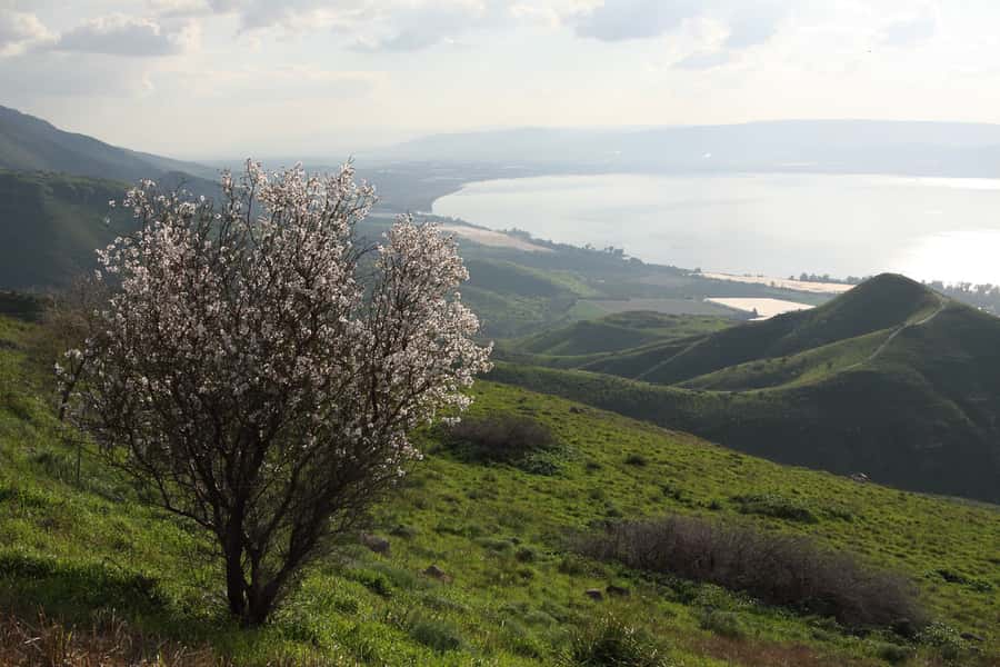 From Tel Aviv: Magdala, Mount of Beatitudes, and Cana Tour - Magdala and the synagogue from 29 AD