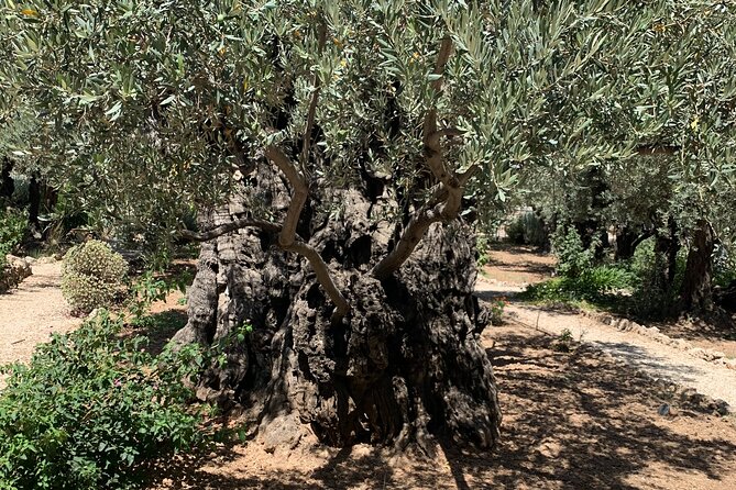 In The Footsteps of Jesus Day Tour - Dguide Self Guiding App - Mount of Olives: begin with Jerusalem at your feet