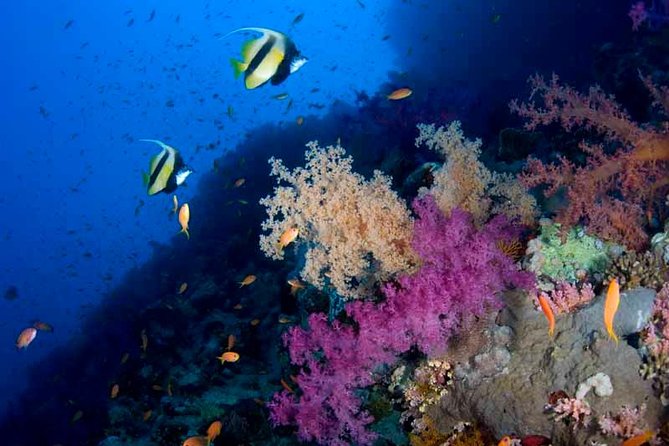 Introductory Dive in Eilat - What your Eilat session actually involves
