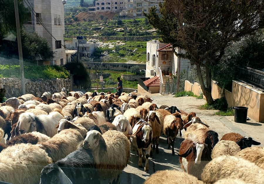 Jerusalem, Bethlehem, & Dead Sea Private Tour - One full day from Bethlehem to the Dead Sea
