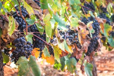 kosher Israel wine tour