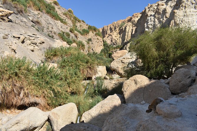 Masada, Ein Gedi, and The Dead Sea from Tel Aviv - Who should book this day trip?