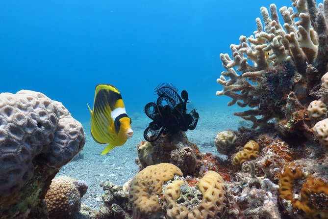 PADI Open Water Diver Course - 5 Days Scuba Diving - Starting at Ahla Diving Center in Eilat
