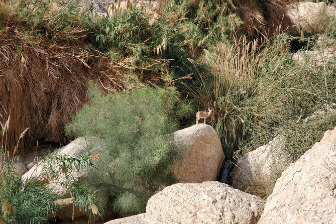 Private Day Tour in Masada and the Dead Sea - Ein Bokek offers a practical Dead Sea stop