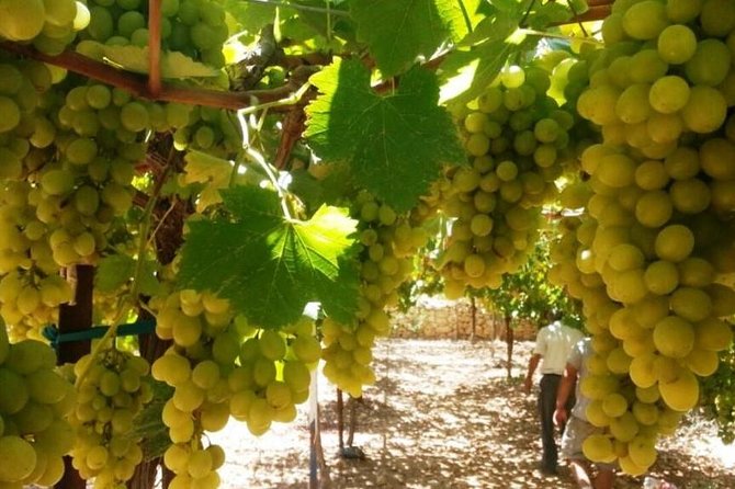 Private Israeli Wines Tour of the Central Israel - From Tel Aviv to Carmel’s ancient vineyards