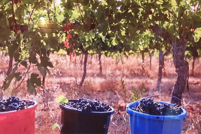 Private Israeli Wines Tour of the Central Israel - Who will enjoy this wine tour most
