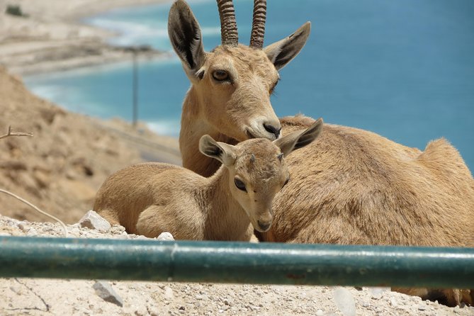 Private Tour: Dead Sea and Masada - Who will get the most from this private day