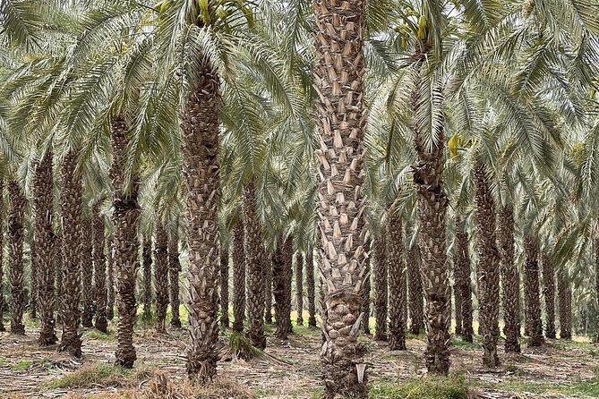 Private Tour to Nazareth & Sea of Galilee & Jordan River Yardenit - Exclusive - Capernaum, Tabgha, and Magdala