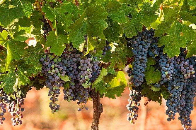 Private wine tour of Northern Israel - Transport, timing, and comfort