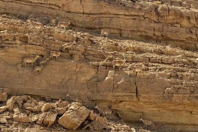 Ramon Crater Jeep Tour from Mitzpe Ramon - Starting in Mitzpe Ramon and heading down Road 40