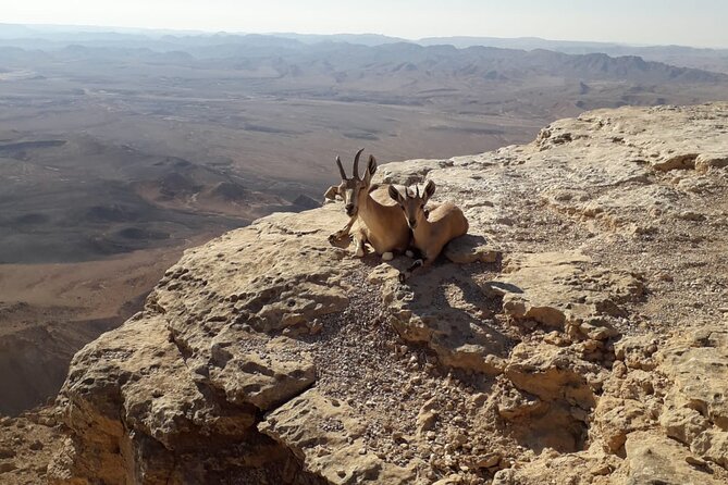 Rappelling Down the Ramon Crater Cliff - The value of the $115 price