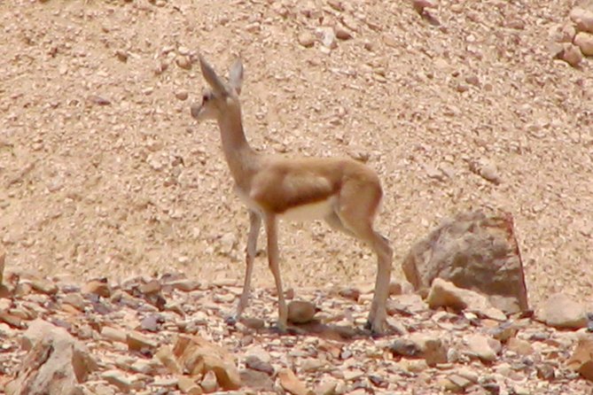 Two hour guided jeep tour in to and around the Ramon crater - What the private format changes