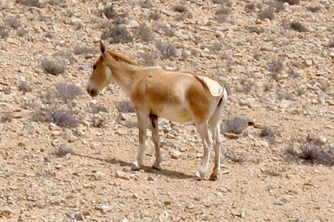 Two hour guided jeep tour in to and around the Ramon crater - Is $275 a fair price?